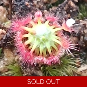 Drosera pycnoblasta, 10+ gemmae